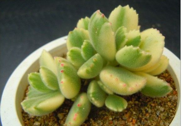 熊童子白錦的養(yǎng)殖方法?熊童子白錦的養(yǎng)護(hù)?【圖】