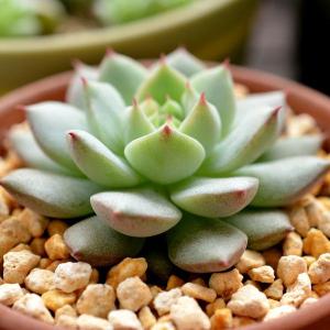 多肉白牡丹的養(yǎng)殖方法?多肉白牡丹怎么養(yǎng)爆盆?【圖】