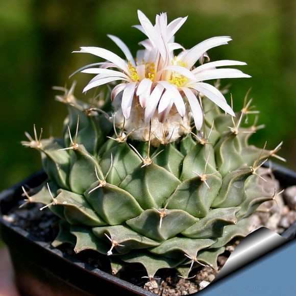 帝冠的養殖方法?帝冠怎么樣?【圖】