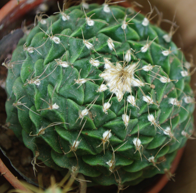 帝冠的養殖方法?帝冠怎么樣?【圖】