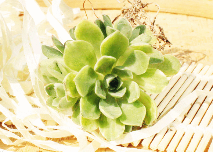 愛染錦怎么養？愛染錦的養殖方法?【圖】