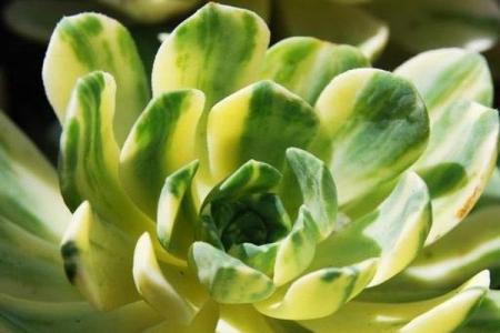 愛染錦怎么養？愛染錦的養殖方法?【圖】