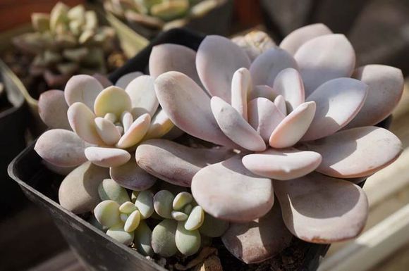 雪蓮多肉怎么養？雪蓮多肉的養殖方法?雪蓮圖鑒【圖】