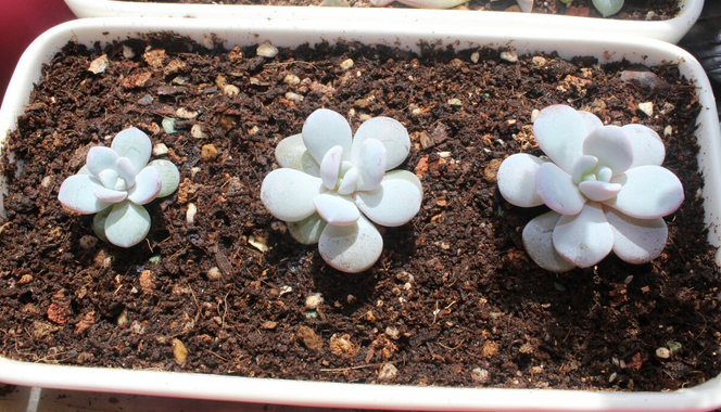 雪蓮多肉怎么養？雪蓮多肉的養殖方法?雪蓮圖鑒【圖】
