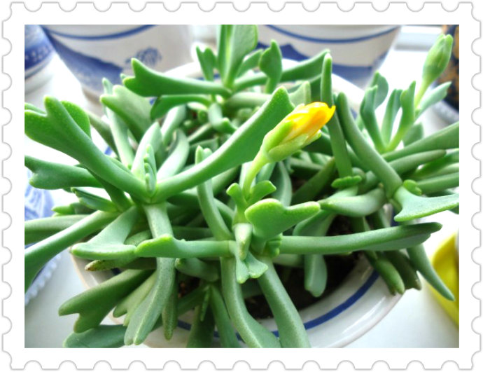 快刀亂麻怎么養？快刀亂麻的養殖方法?【圖】