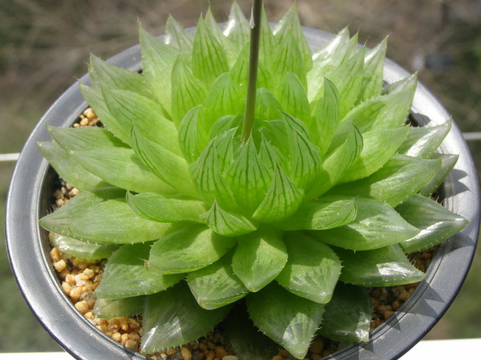 櫻水晶怎么養(yǎng)？三角琉璃蓮和櫻水晶是一個(gè)品種嗎？【圖】