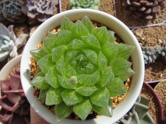 櫻水晶怎么養(yǎng)？三角琉璃蓮和櫻水晶是一個(gè)品種嗎？【圖】