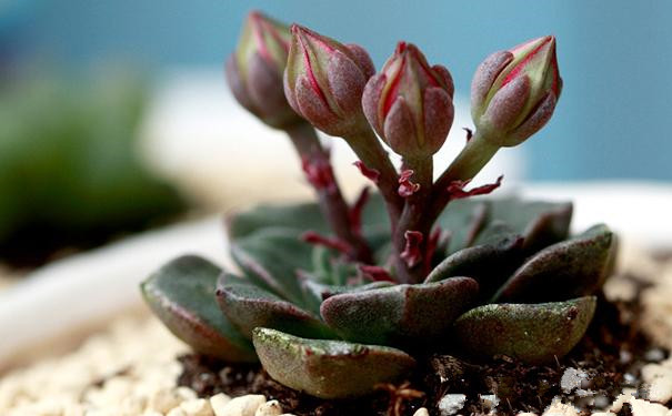 美麗蓮怎么養(yǎng)?美麗蓮的養(yǎng)殖方法？美麗蓮多久澆一次水？【圖】