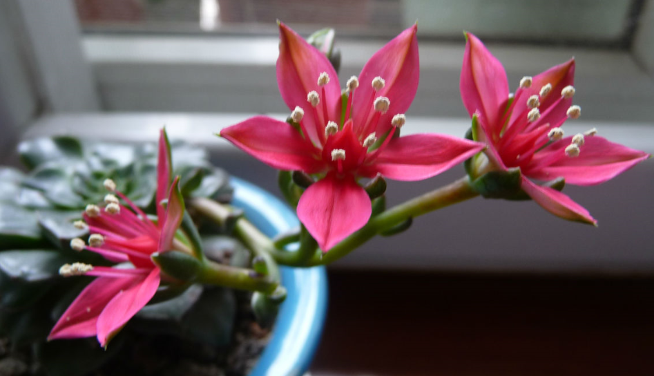 美麗蓮怎么養(yǎng)?美麗蓮的養(yǎng)殖方法？美麗蓮多久澆一次水？【圖】