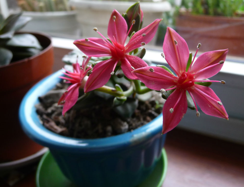 美麗蓮怎么養(yǎng)?美麗蓮的養(yǎng)殖方法？美麗蓮多久澆一次水？【圖】