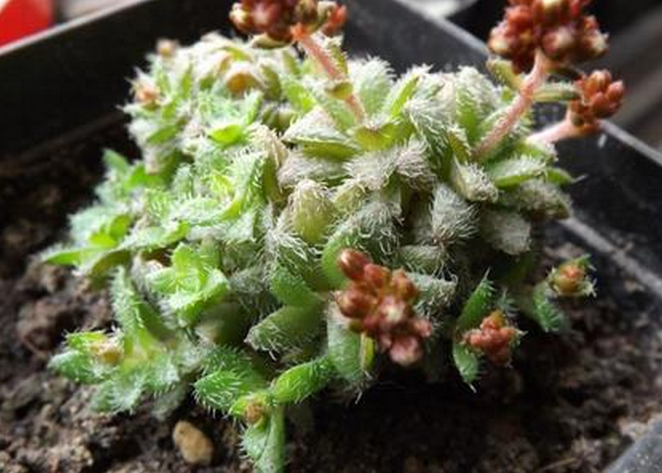 毛海星多肉怎么養(yǎng)？毛海星的繁殖方法？【圖】