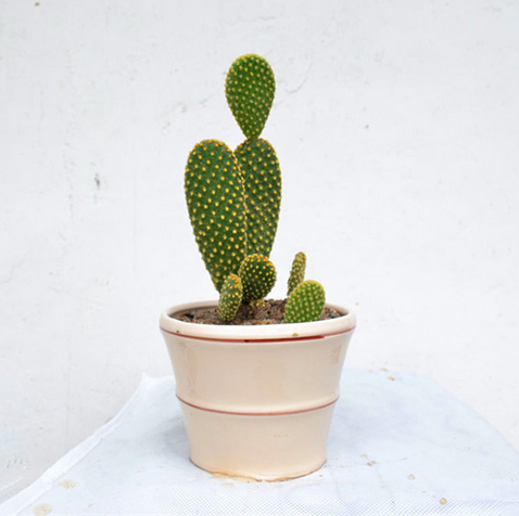 黃毛掌開花圖片?黃毛掌怎么養?黃毛掌的繁殖方法？【圖】