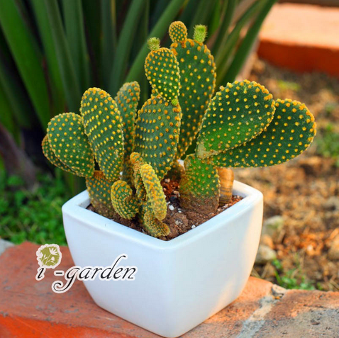 黃毛掌開花圖片?黃毛掌怎么養?黃毛掌的繁殖方法？【圖】