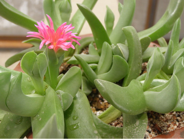 寶綠的養(yǎng)殖方法?寶綠的繁殖管理?寶綠開花圖片？【圖】