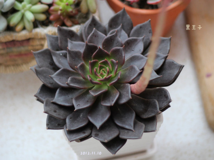 黑王子怎么能養(yǎng)好？多肉植物黑王子的繁殖方法?黑王子怎么扦插？【圖】