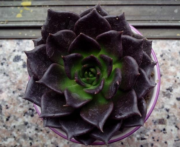 黑王子怎么能養(yǎng)好？多肉植物黑王子的繁殖方法?黑王子怎么扦插？【圖】