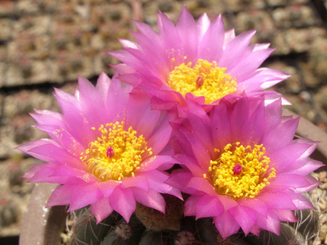 眩美玉的養(yǎng)殖方法？眩美玉如何扦插生根？【圖】