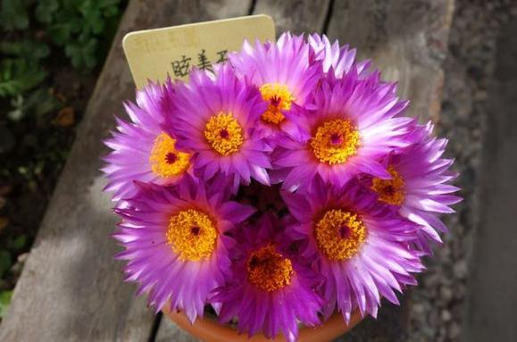 眩美玉的養(yǎng)殖方法？眩美玉如何扦插生根？【圖】