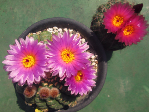 眩美玉的養(yǎng)殖方法？眩美玉如何扦插生根？【圖】