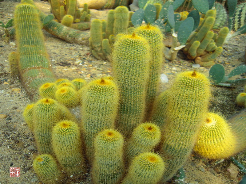 金晃怎么養？金晃的養殖方法。【圖】