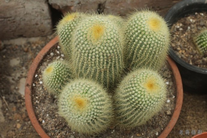 金晃怎么養？金晃的養殖方法。【圖】