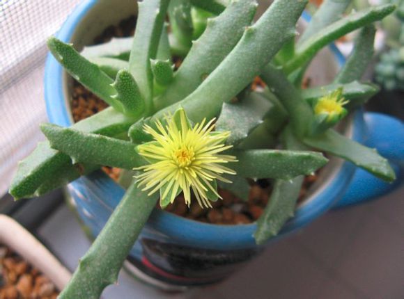 芳香波怎么養？芳香波屬于什么品種？【圖】