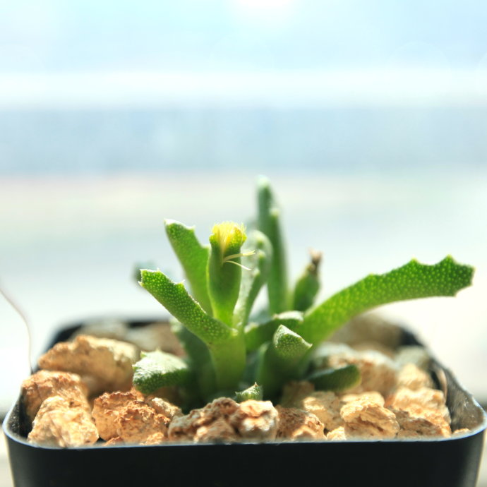 芳香波怎么養？芳香波屬于什么品種？【圖】