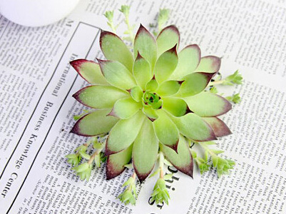 多肉觀音蓮怎么養(yǎng)？多肉觀音蓮的養(yǎng)殖方法和注意事項(xiàng)？【圖】