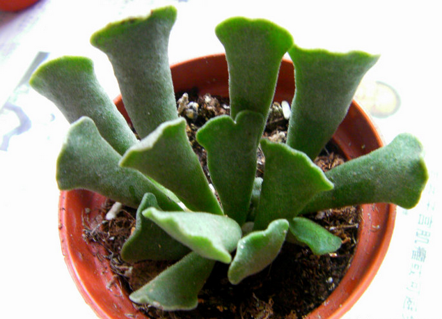 神想曲介紹及圖片？神想曲的養殖方法？多肉神想曲是水泡嗎？【圖】