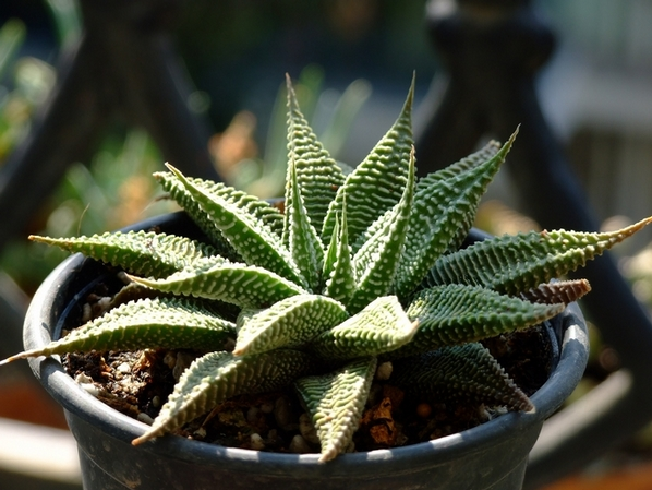 琉璃殿怎么養？琉璃殿的栽培及養護方法？琉璃殿有幾種？【圖】