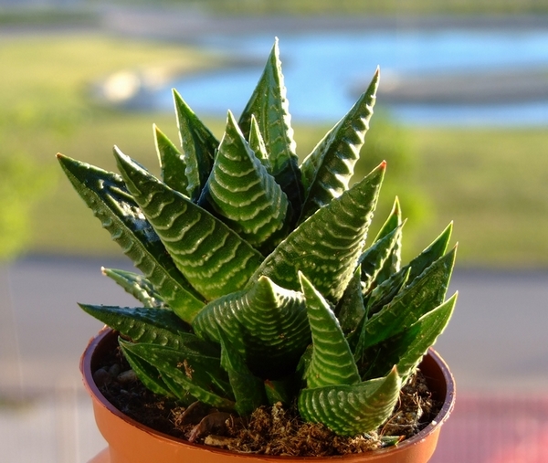 琉璃殿怎么養？琉璃殿的栽培及養護方法？琉璃殿有幾種？【圖】