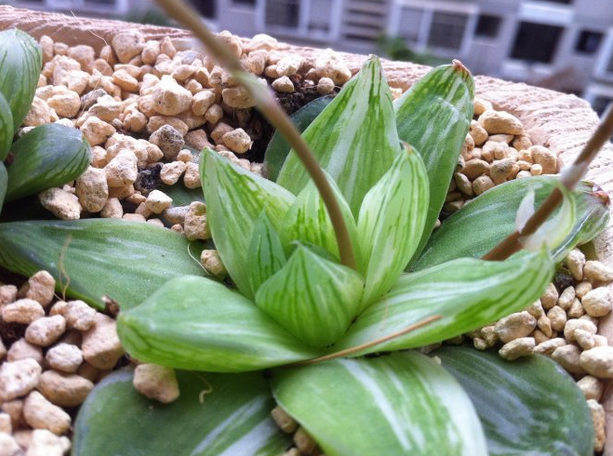  京之華錦怎么養？京之華錦的養殖方法？寶草錦和京之華錦的區別？【圖】