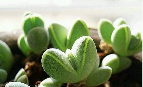 碧玉蓮的養殖方法？碧玉蓮和鹿角海棠的區別？碧玉蓮夏季養護注意事項有哪些呢？【圖】