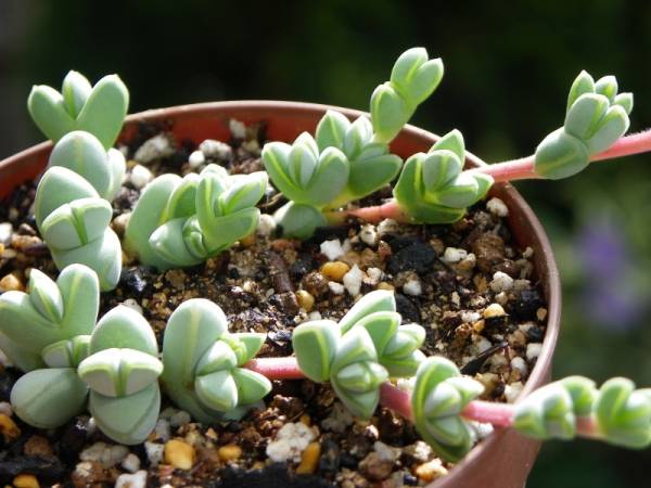 碧玉蓮的養殖方法？碧玉蓮和鹿角海棠的區別？碧玉蓮夏季養護注意事項有哪些呢？【圖】