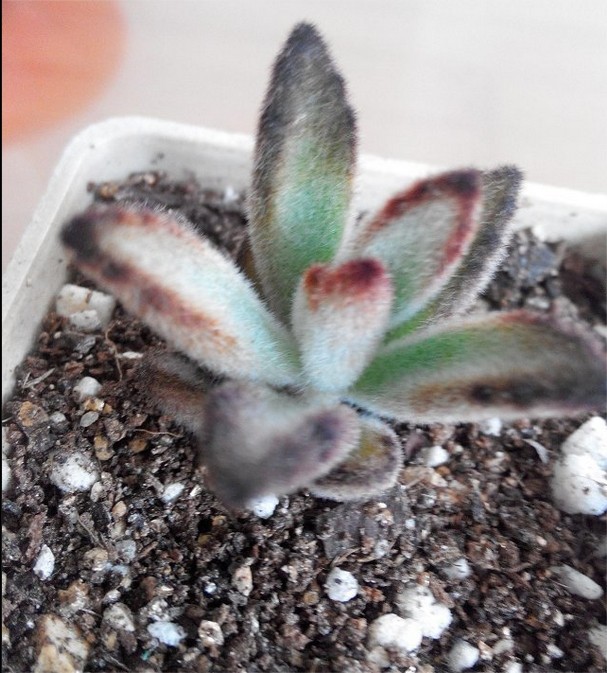 黑兔耳的養(yǎng)殖方法？黑兔耳和月兔耳的區(qū)別？【圖】