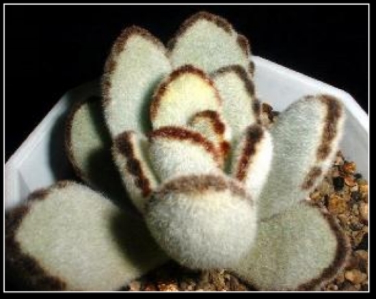 黑兔耳的養(yǎng)殖方法？黑兔耳和月兔耳的區(qū)別？【圖】