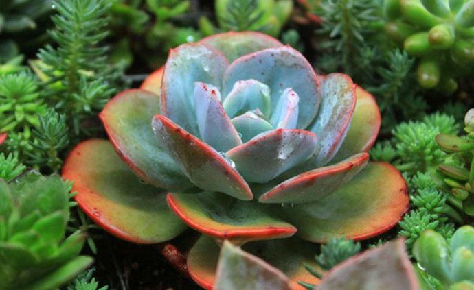 白鳳多肉的養殖方法？白鳳多肉能長多大？白鳳(多肉植物)的介紹及栽培方法 ？