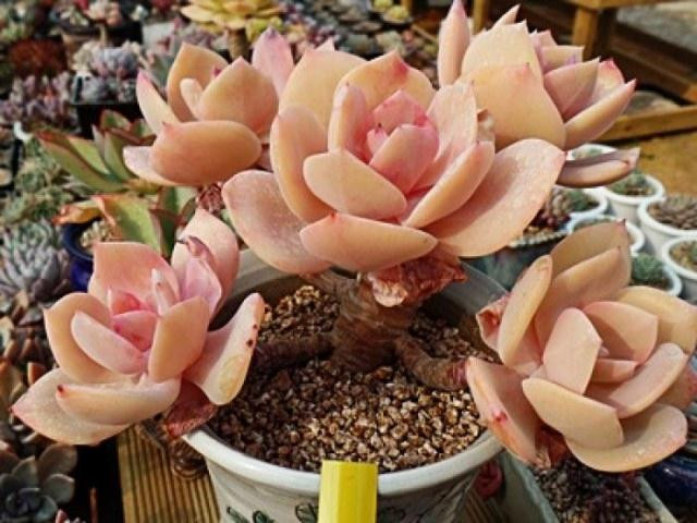 白鳳多肉的養殖方法？白鳳多肉能長多大？白鳳(多肉植物)的介紹及栽培方法 ？