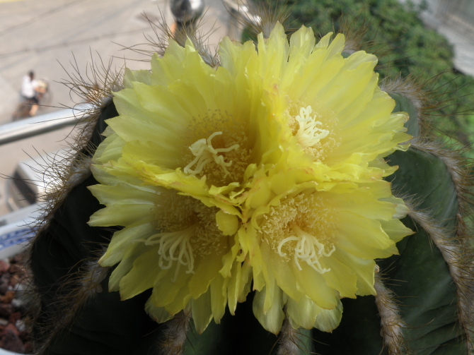 英冠玉什么時候開花？英冠玉和子孫球的區別？英冠玉怎么養？【圖】