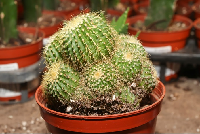 英冠玉什么時候開花？英冠玉和子孫球的區別？英冠玉怎么養？【圖】