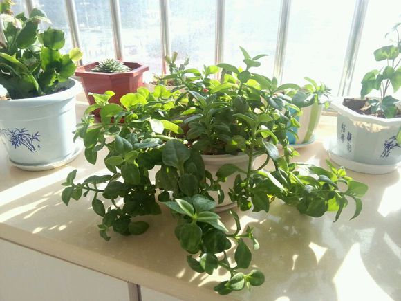 雨心怎么養(yǎng)？多肉植物雨心的養(yǎng)殖方法？【圖】