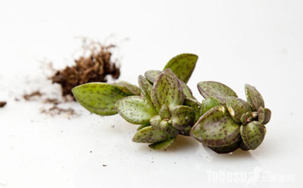 雨心怎么養(yǎng)？多肉植物雨心的養(yǎng)殖方法？【圖】