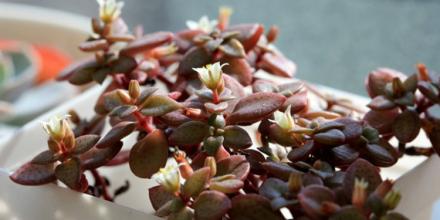 雨心怎么養(yǎng)？多肉植物雨心的養(yǎng)殖方法？【圖】