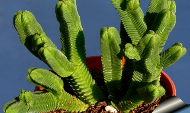 方鱗綠塔怎么養(yǎng)？方鱗綠塔的養(yǎng)植方法？【圖】