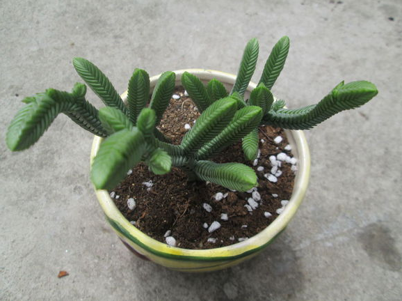 方鱗綠塔怎么養(yǎng)？方鱗綠塔的養(yǎng)植方法？【圖】