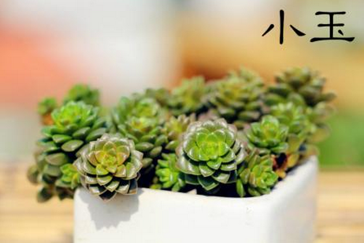 小玉多肉怎么養(yǎng)？小玉特里爾寶石的養(yǎng)殖方法？【圖】