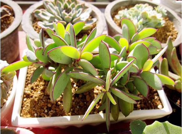 紫蠻刀怎么養？紫蠻刀的養殖方法？【圖】