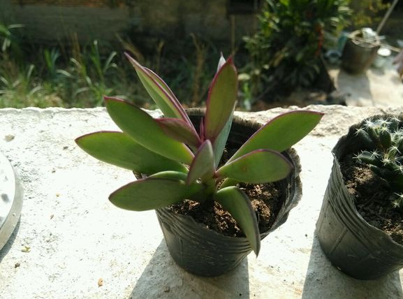 紫蠻刀怎么養？紫蠻刀的養殖方法？【圖】