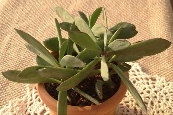 紫蠻刀怎么養？紫蠻刀的養殖方法？【圖】