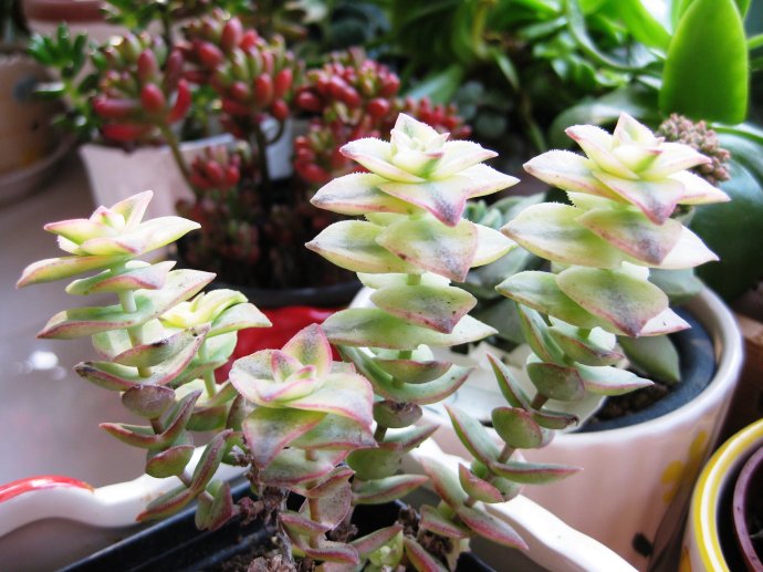 十字星錦的養殖方法？十字星錦扦插繁殖？【圖】